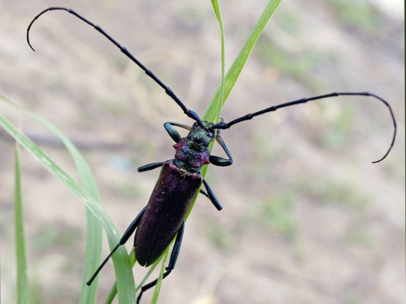 Жук усач Monochamus