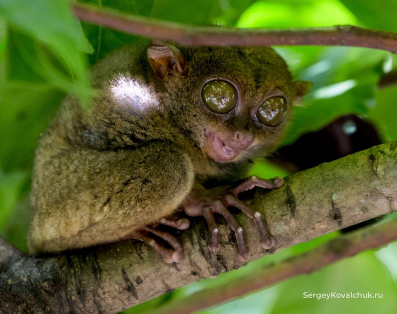 Tarsius pumilus (карликовый долгопят);