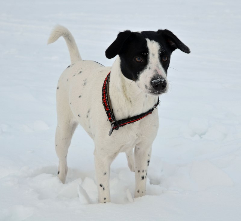 Danish Farm Dog