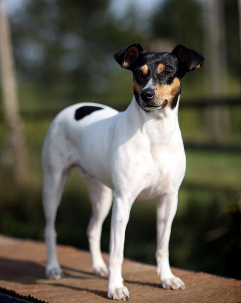 Danish-Swedish farmdog