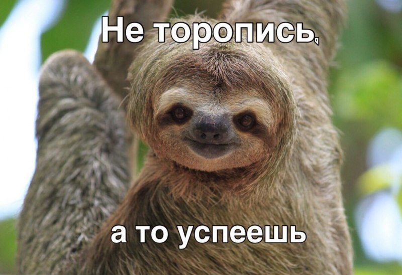 Ошейниковый Ленивец