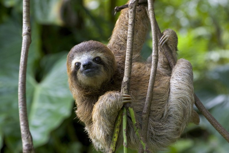 Bradypus pygmaeus