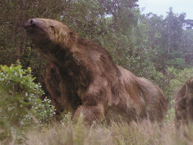 Селфи животных