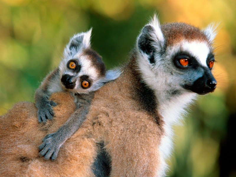 Коала анатомия