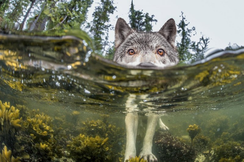 Canis Lupus arctos