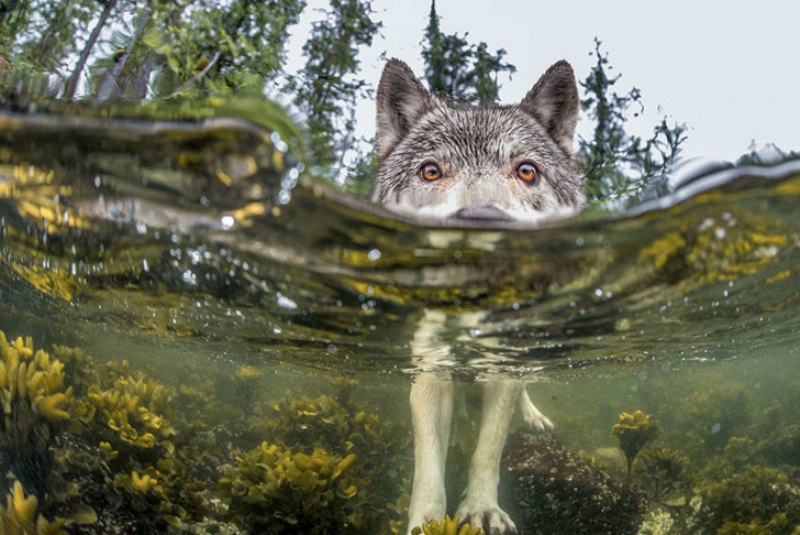 Campestris волк