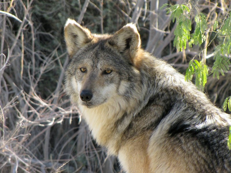 Wild Spirit волки