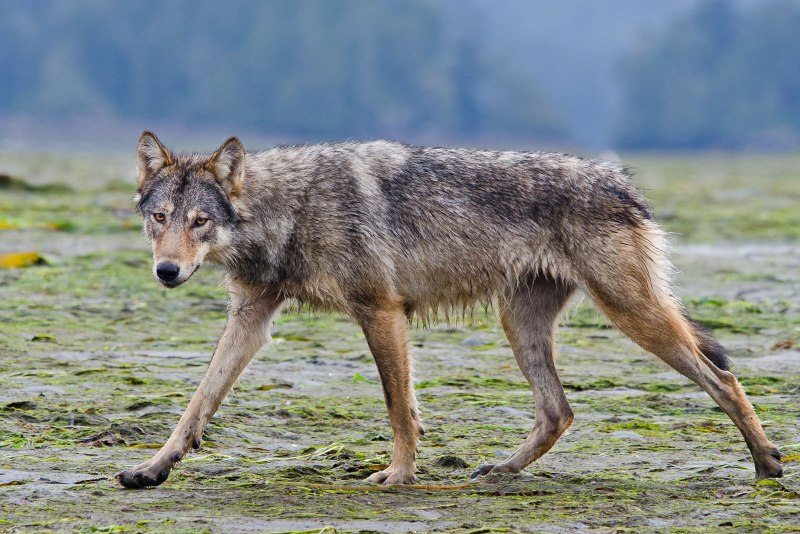 Dog and Wolf in Desert