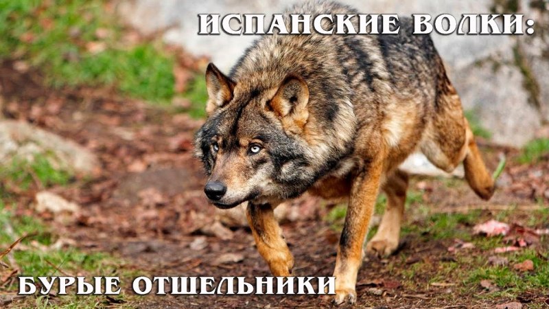 Апостол волк