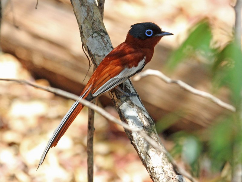 Hooded Pitohui of Papua