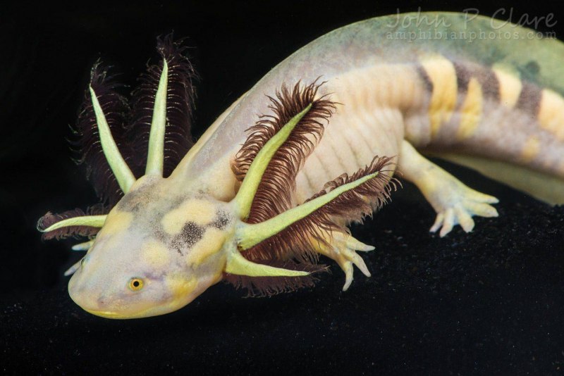 Аксолотль (Ambystoma mexicanum)