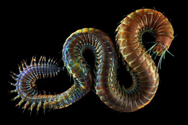 Глубоководный червь (66 фото)