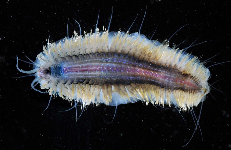 Эунице Афродита Eunice aphroditois