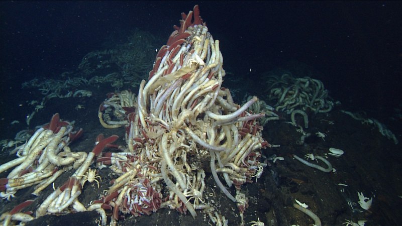 Глубоководный морской червь