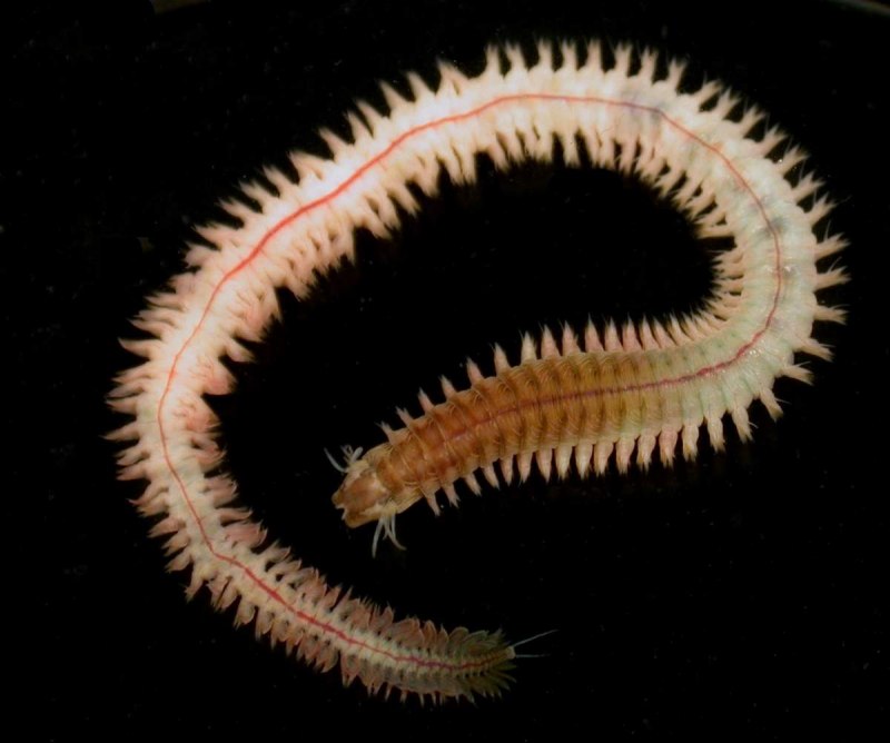Морской червь Eunice aphroditois