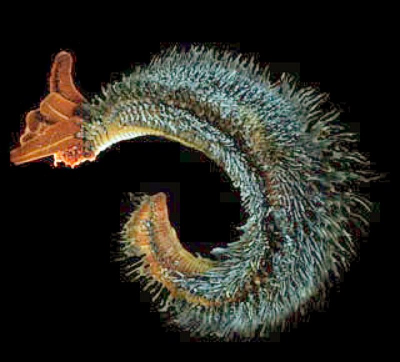 Морские трубчатые черви Lamellibrachia