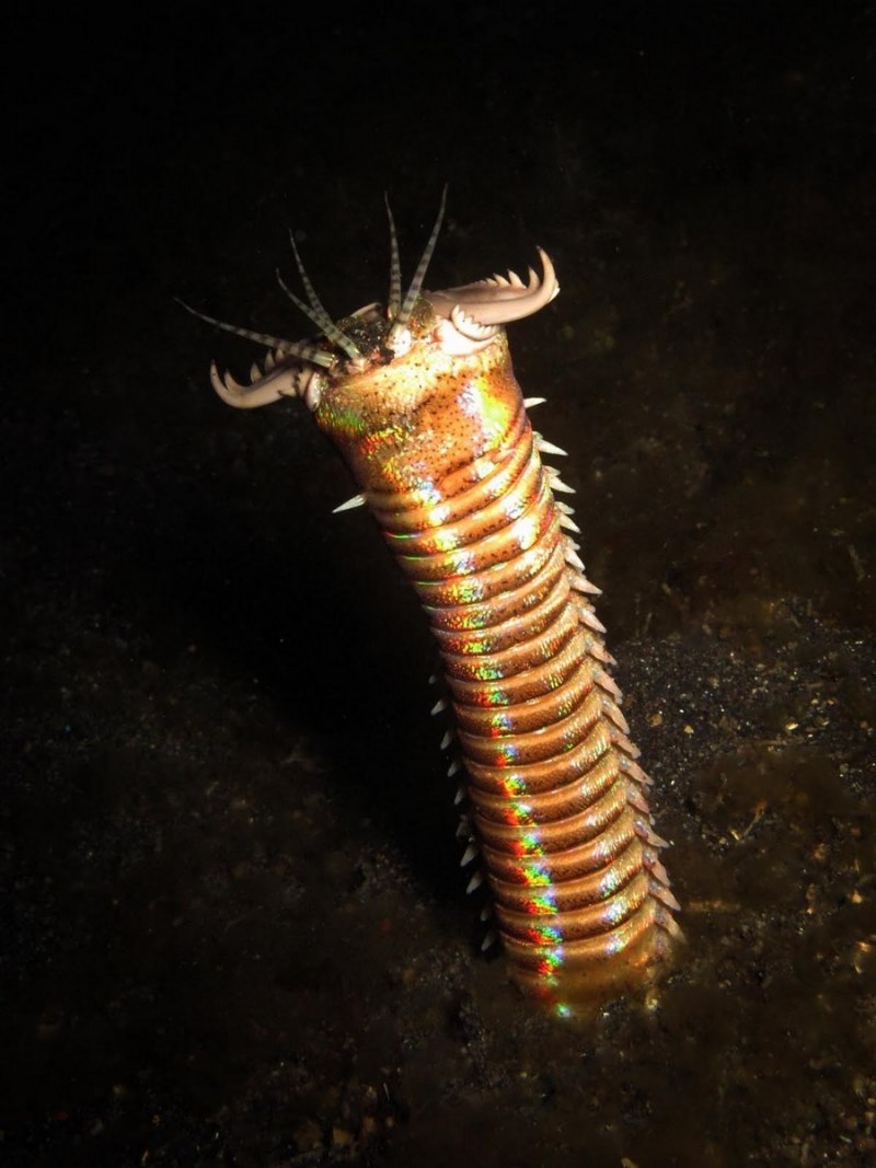 Морской червь Eunice aphroditois
