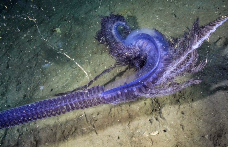 Syllidae полихеты