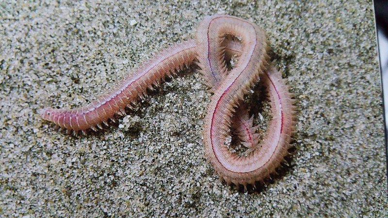 Эунице Афродита Eunice aphroditois