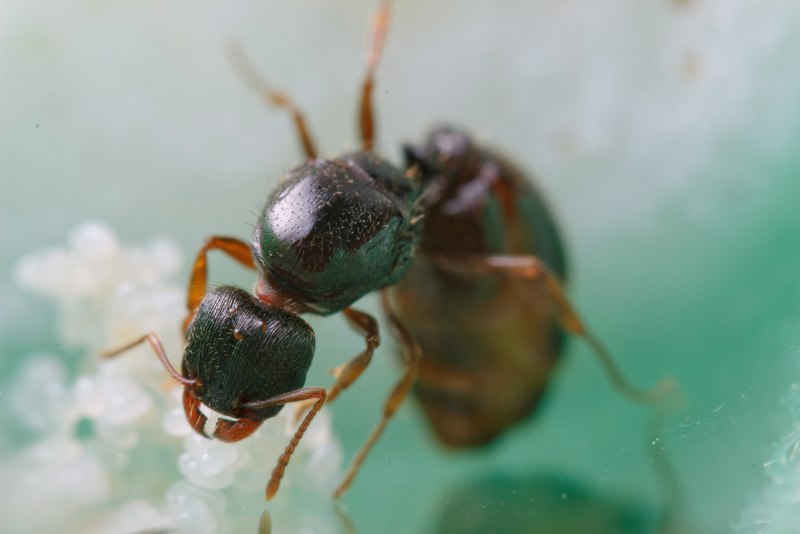 Solenopsis fugax