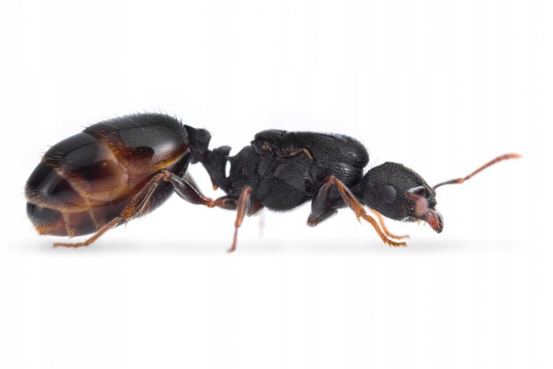Муравьи Tetramorium caespitum