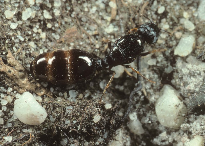 Дерновые муравьи (66 фото)
