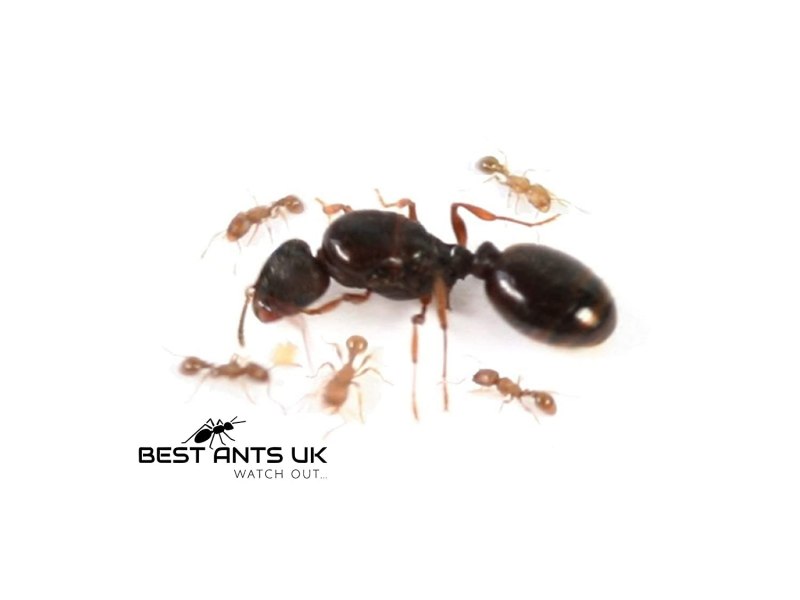Муравьи Tetramorium caespitum