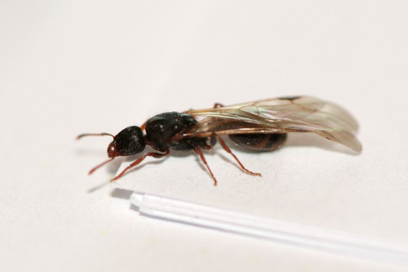 Myrmica scabrinodis