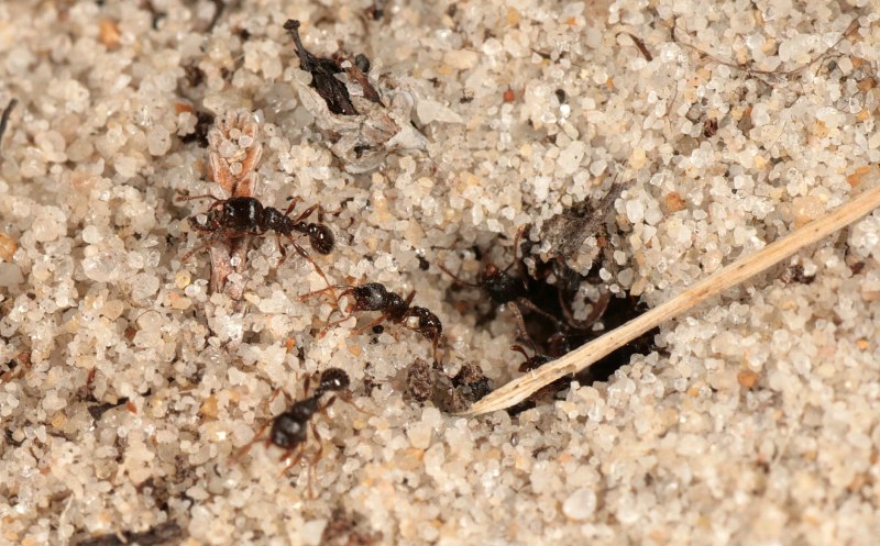 Anergates atratulus