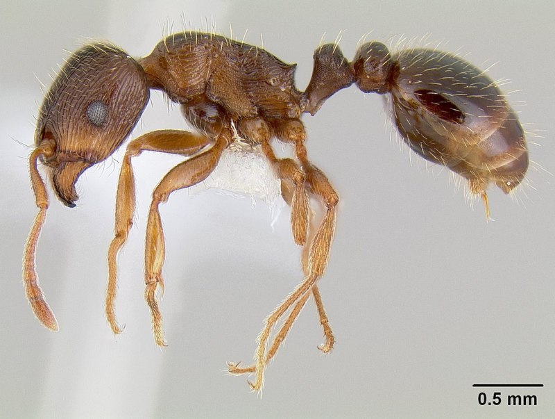 Tetramorium caespitum солдат