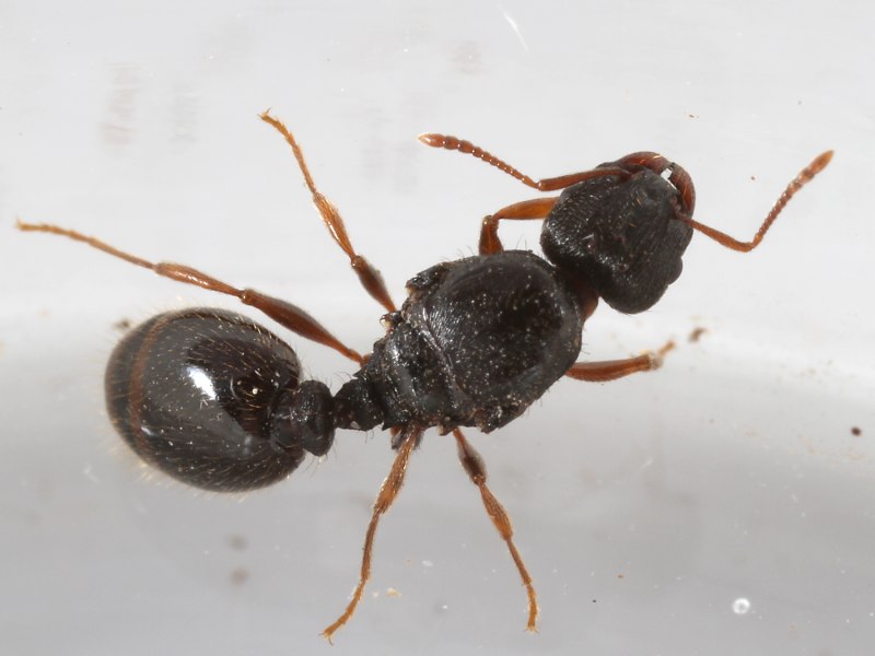 Tetramorium caespitum (муравей дерновый)