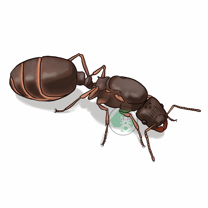 Jinn attached to body and removing Crawling Ants in body
