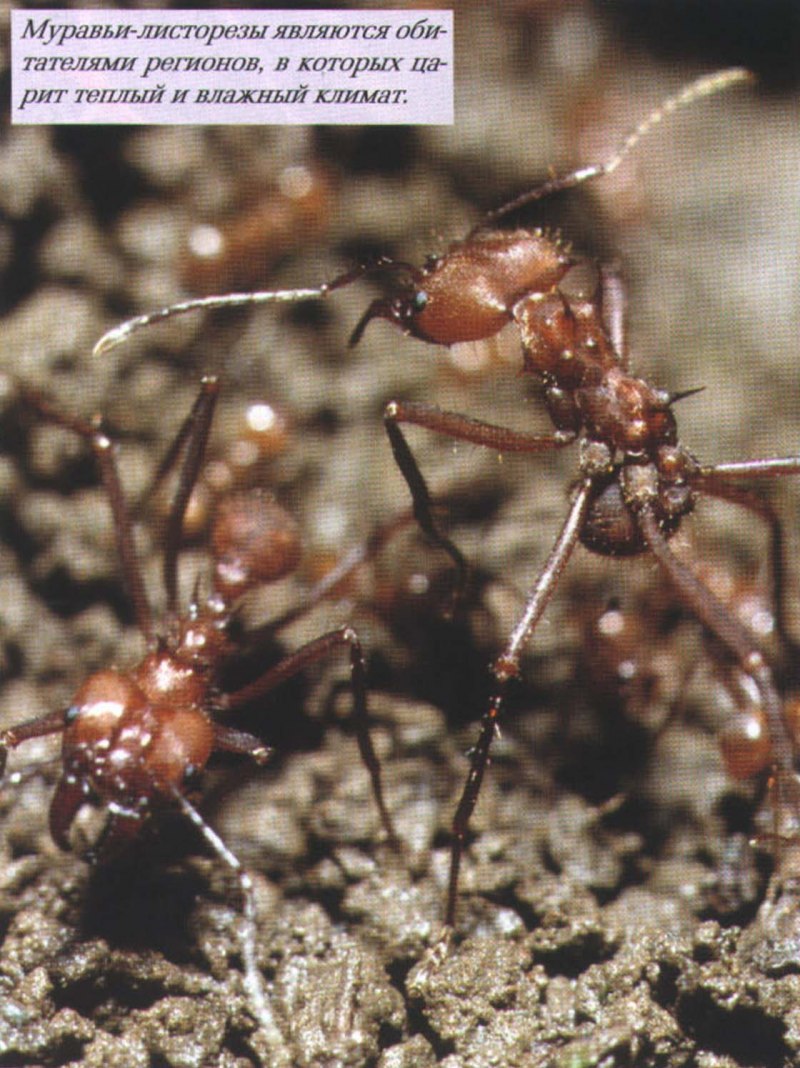 Огненные муравьи (Solenopsis Invicta)
