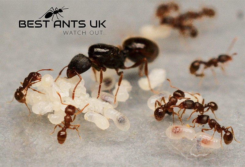 Tetramorium caespitum (муравей дерновый)