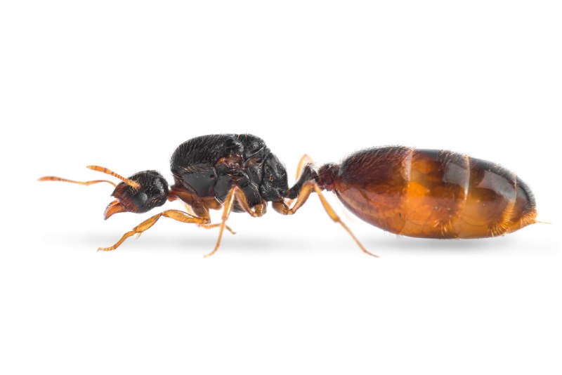 Муравьи Tetramorium caespitum