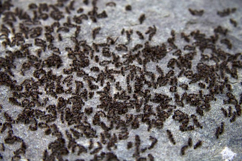 Iridomyrmex purpureus