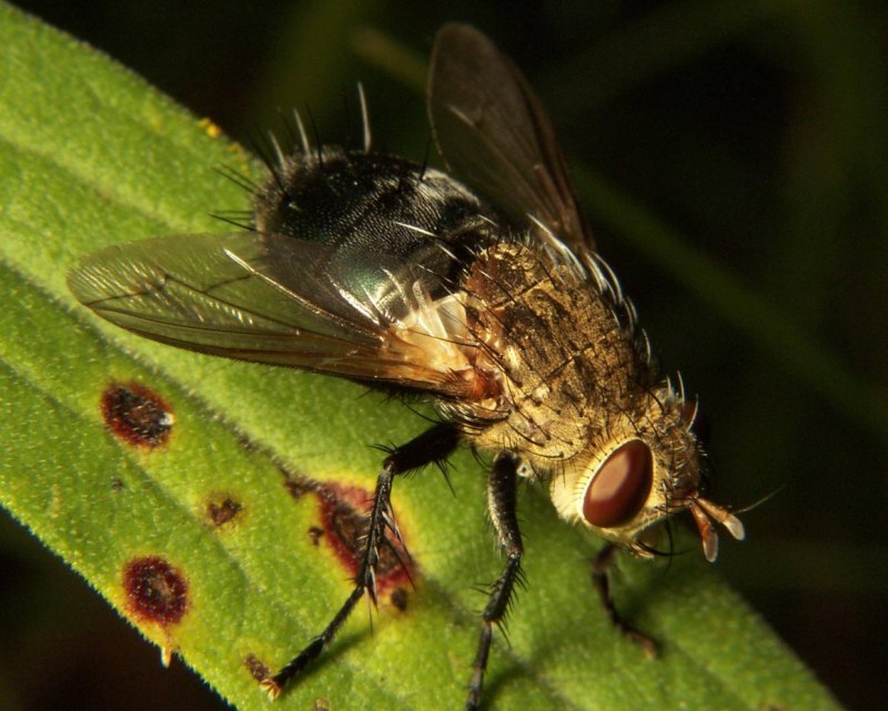 Тахины Ежемухи Tachinidae