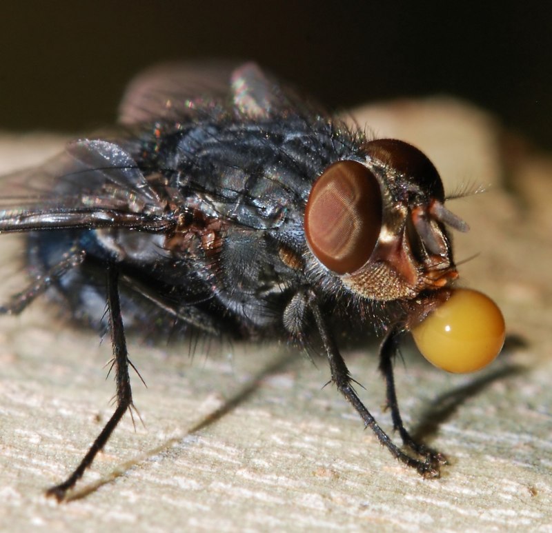 Отряд Двукрылые (Diptera)