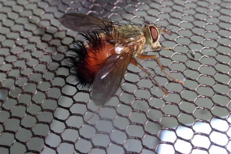 Тахины Ежемухи Tachinidae