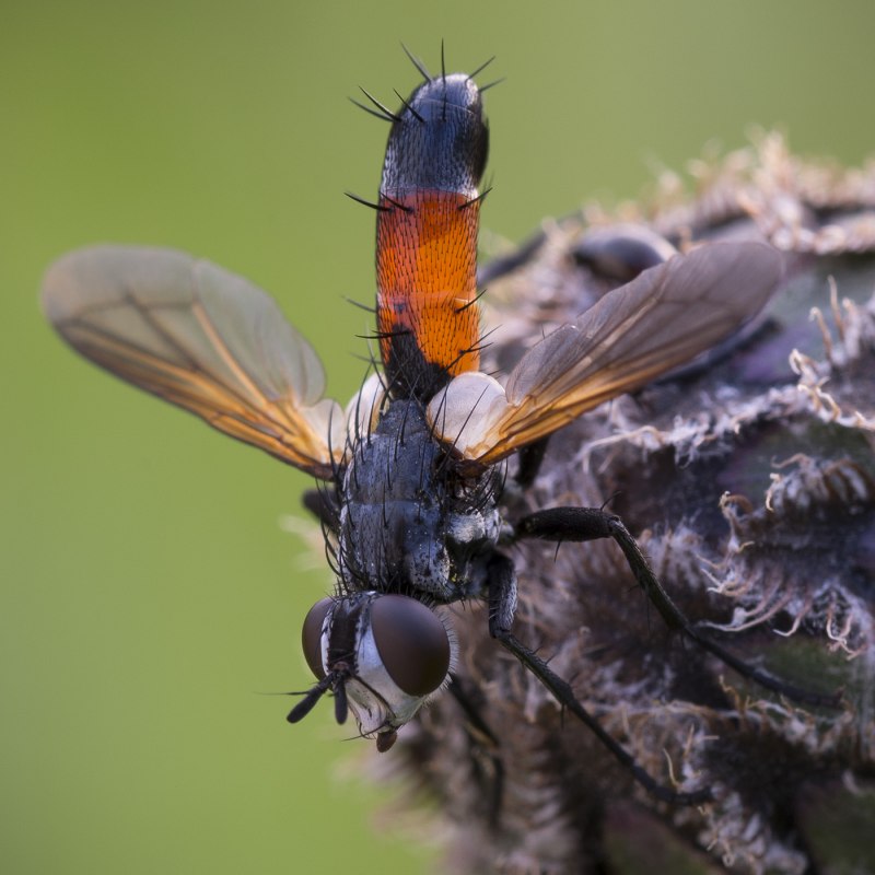 Тахины Ежемухи Tachinidae