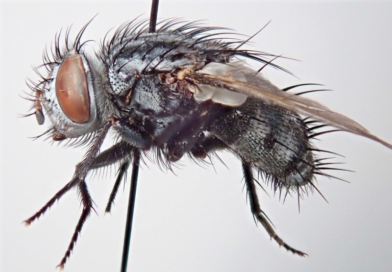 Тахины Ежемухи Tachinidae