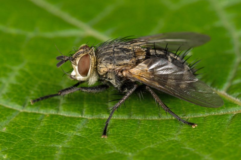 Тахины Ежемухи Tachinidae