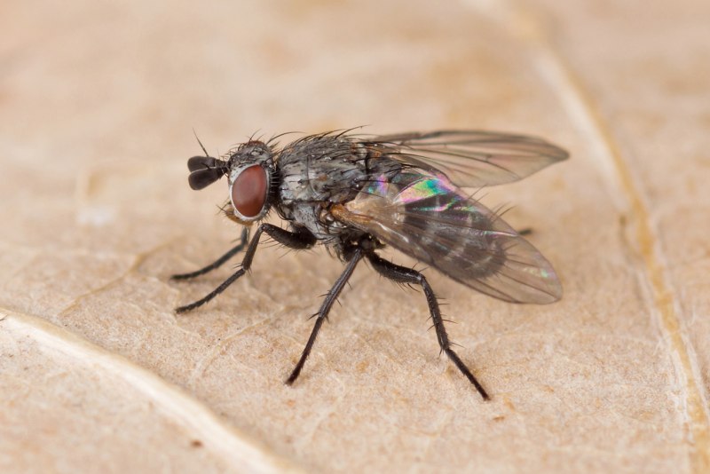 Cylindromyia crassa