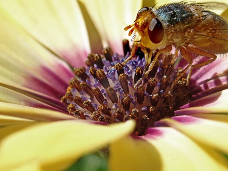 Тахины Ежемухи Tachinidae
