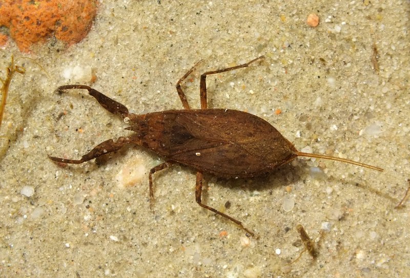 NEPA cinerea (обыкновенный водяной Скорпион)