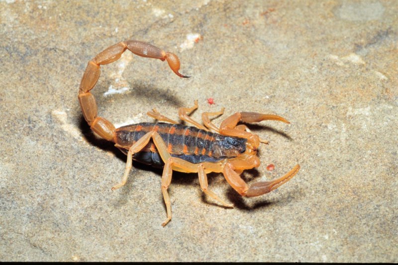 NEPA cinerea (обыкновенный водяной Скорпион)