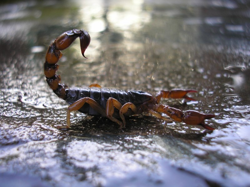 Водяной Скорпион Мимикрия