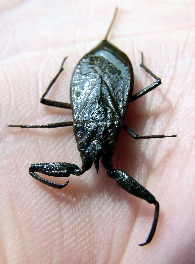 NEPA cinerea (обыкновенный водяной Скорпион)