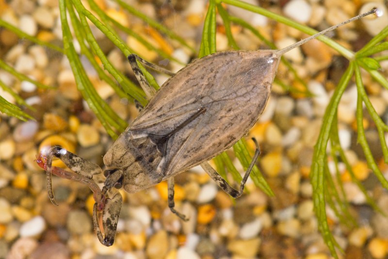 Водяной Скорпион NEPA cinerea
