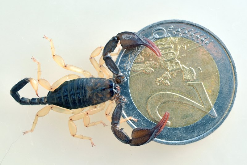 Liocheles australasiae Скорпион